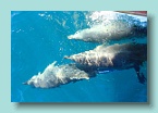 170_Great Keppel Dolphins